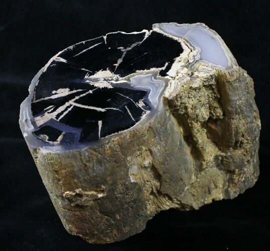 Polished Blue Forest Petrified Wood Limb ( oz) #19506